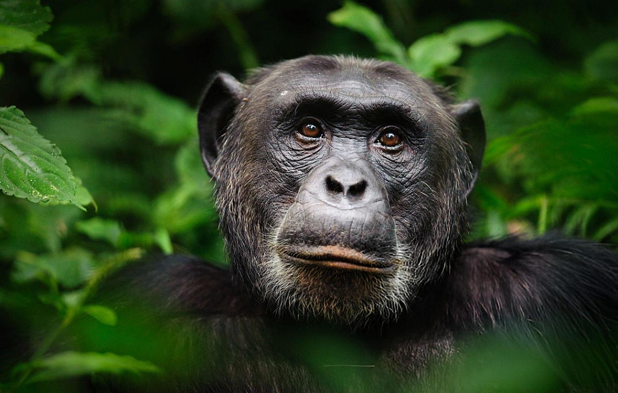 Bwindi Impenetrable National Park