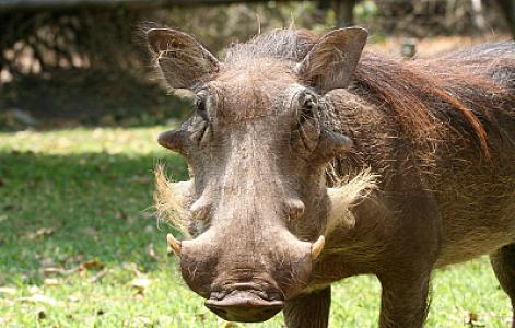 Semuliki National Park