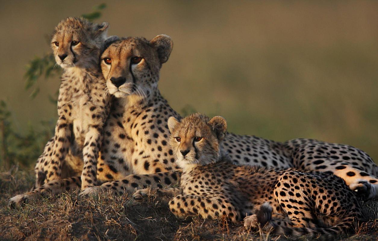 Maasai Mara National Reserve