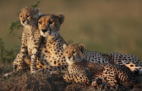 Maasai Mara National Reserve