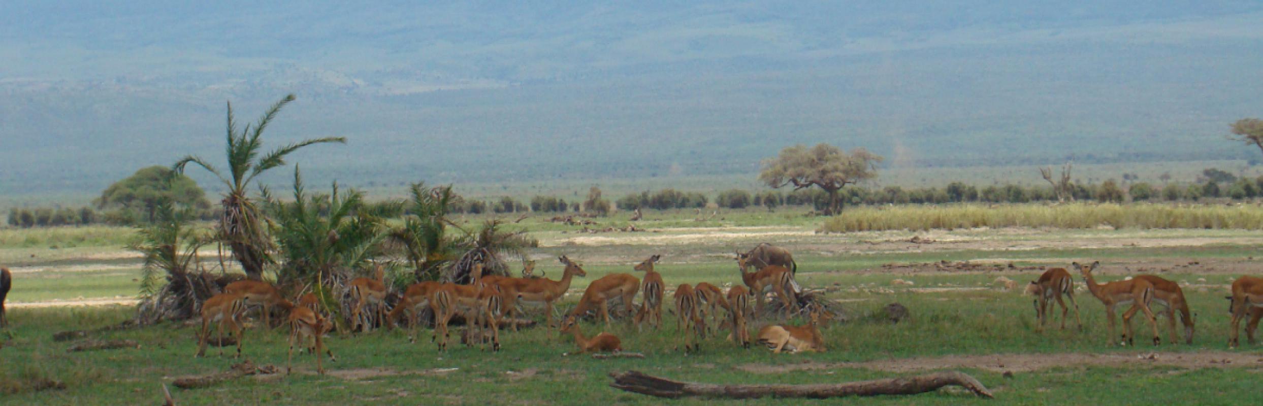 Amboseli National Park