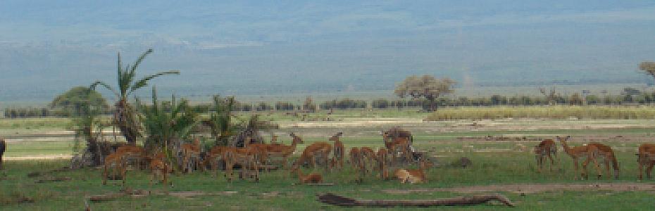 Amboseli National Park