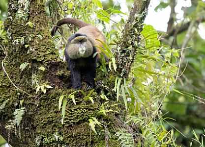Mgahinga Gorilla National Park