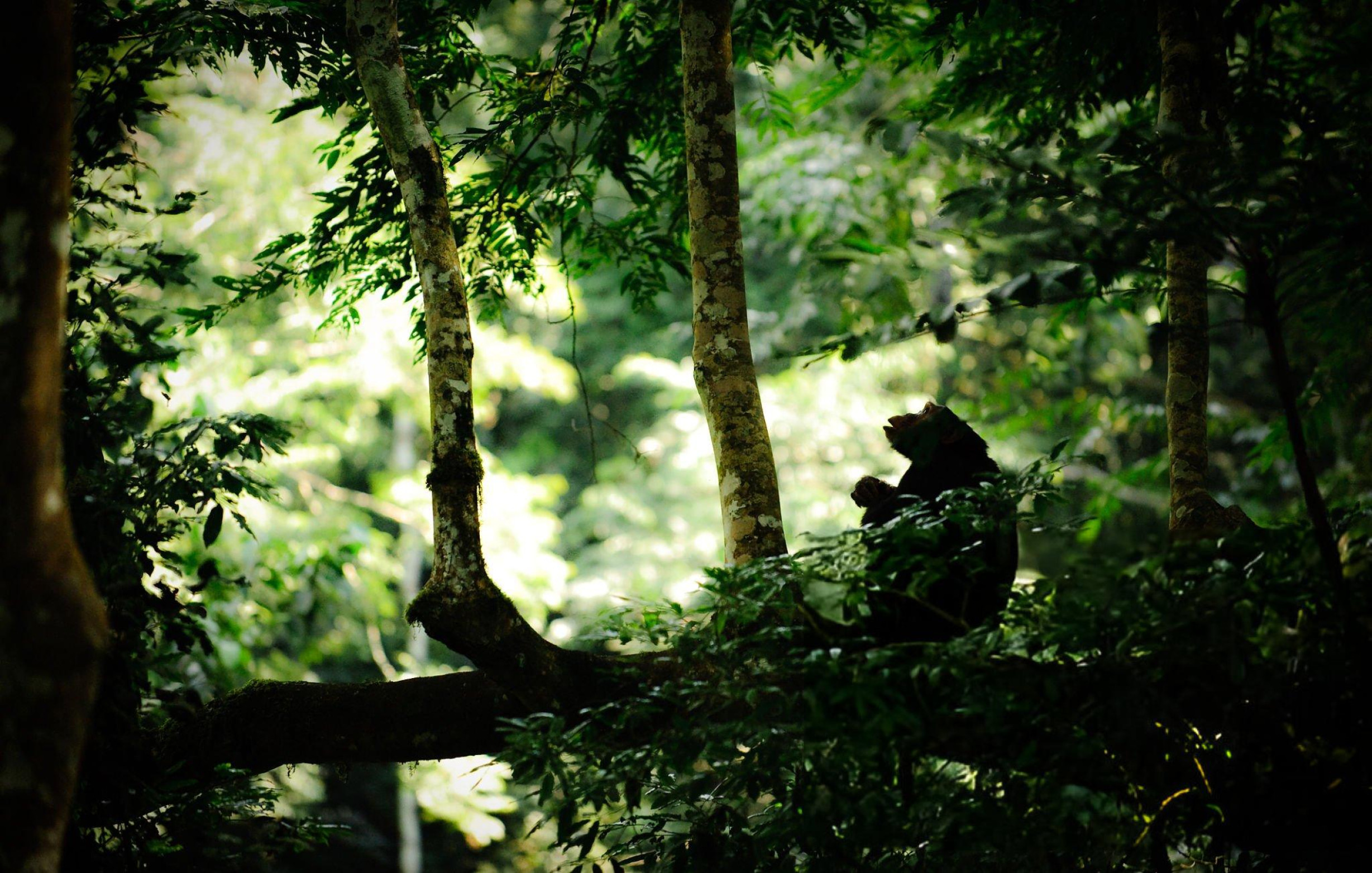 Chimpanzee Tracking Experience