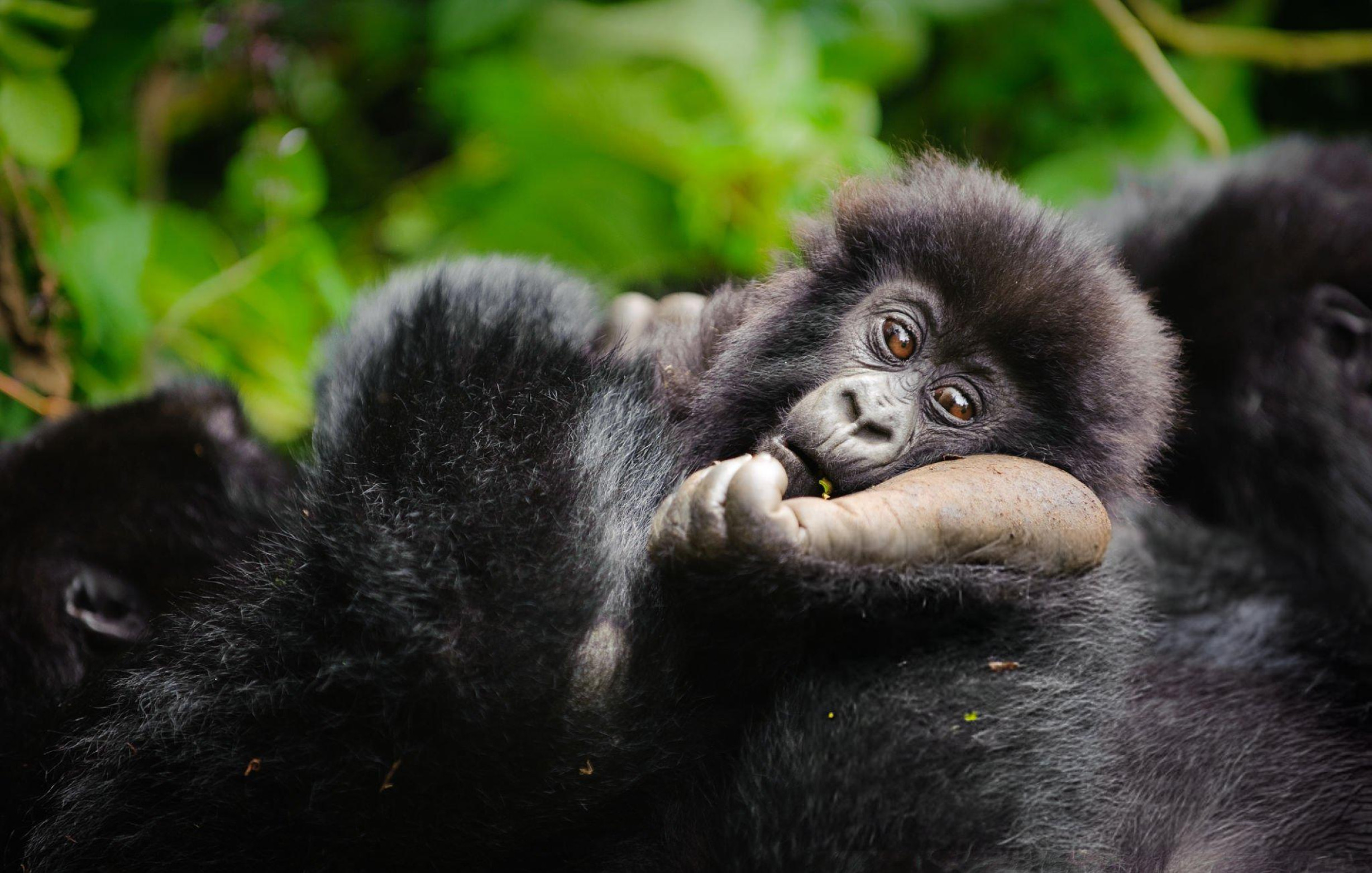 Ultimate Gorilla Trekking Experience