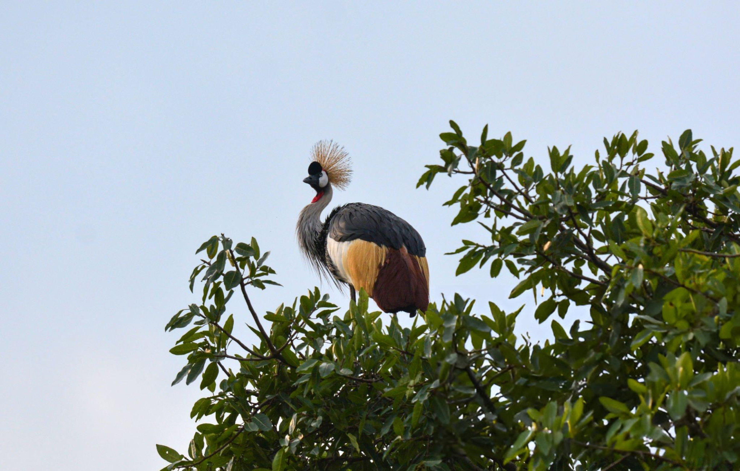 Wildlife Safari Adventures