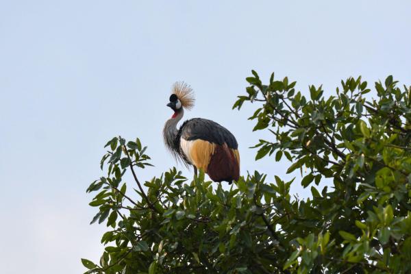 Wildlife Safari Adventures