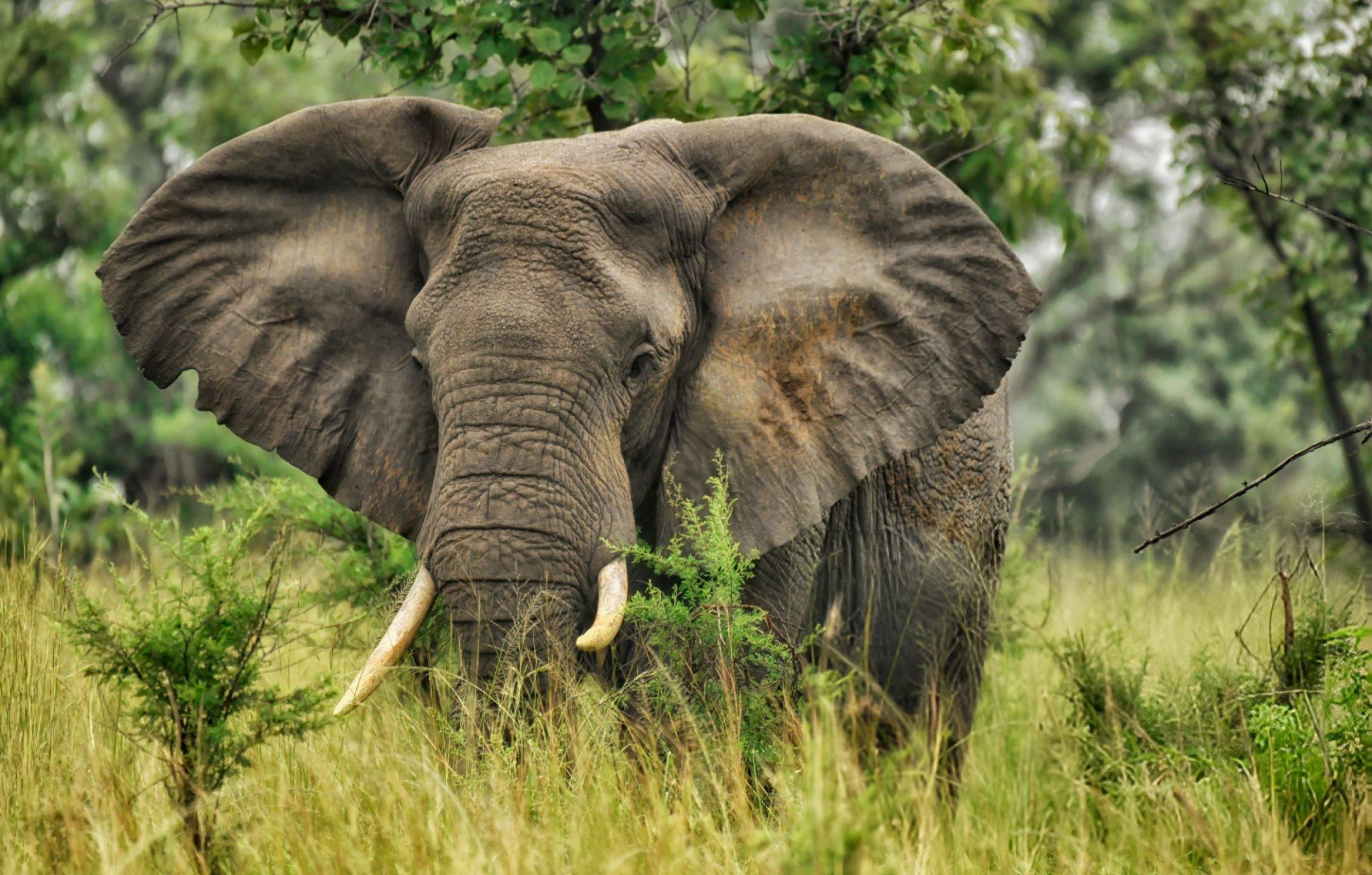 Queen Elizabeth Wildlife Safari