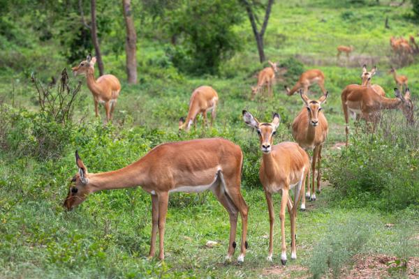 Wildlife Safari Adventures - Photo 3