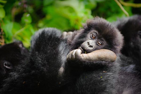 Wildlife Safari Adventures - Photo 4