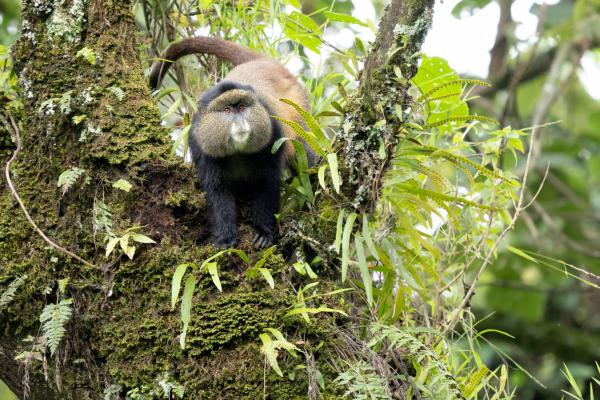 Wildlife Safari Adventures - Photo 6