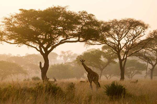 Wildlife Safari Adventures - Photo 7