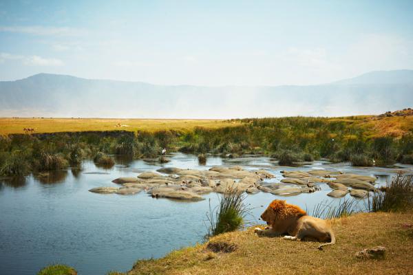 Wildlife Safari Adventures - Photo 8