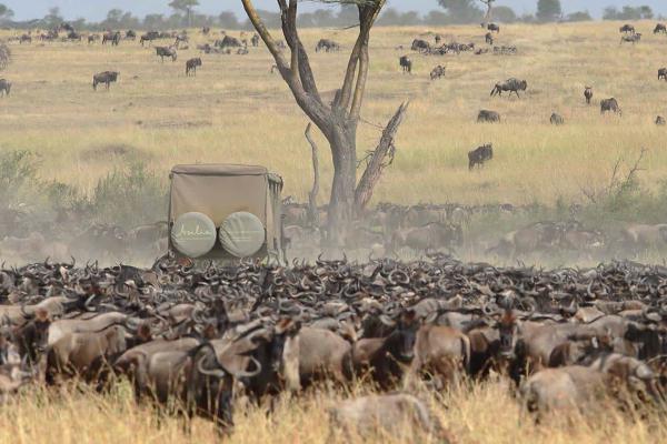 Wildlife Safari Adventures - Photo 9