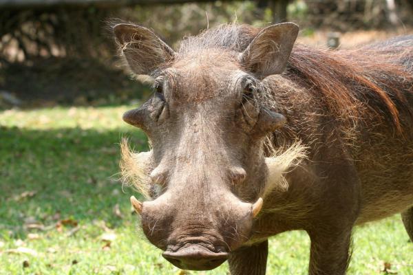 Wildlife Safari Adventures - Photo 11