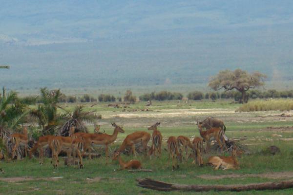 Wildlife Safari Adventures - Photo 12