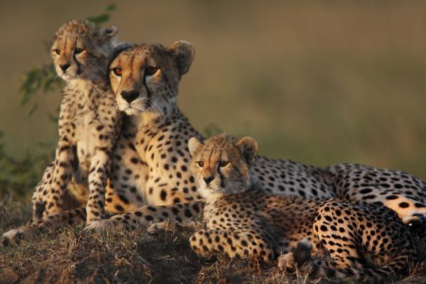 Wildlife Safari Adventures - Photo 13