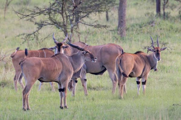Wildlife Safari Adventures - Photo 15